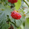 Male (right) and female (left) spotted wing drosophila flies on a raspberry at the Upper Mountain Research Station, Laurel Springs, NC. Photo: Hannah Burrack