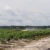 Growers are starting to ask how best to time spotted wing drosophila management. Photo: Hannah Burrack