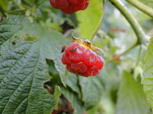 Cover photo for Measuring the Impact of Spotted Wing Drosophila in 2013 - Your Help Needed!