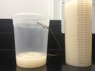SWD trap baited with yeast and sugar slurry. Photo: Hannah Burrack